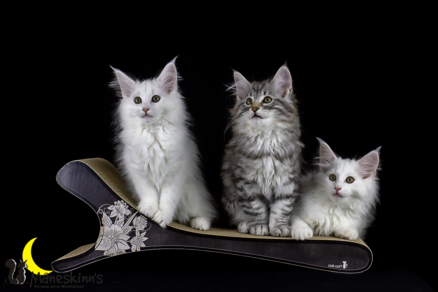 Wurf E (77 Tage alt)