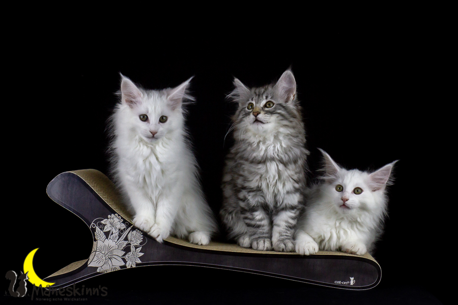 Wurf E (77 Tage alt)