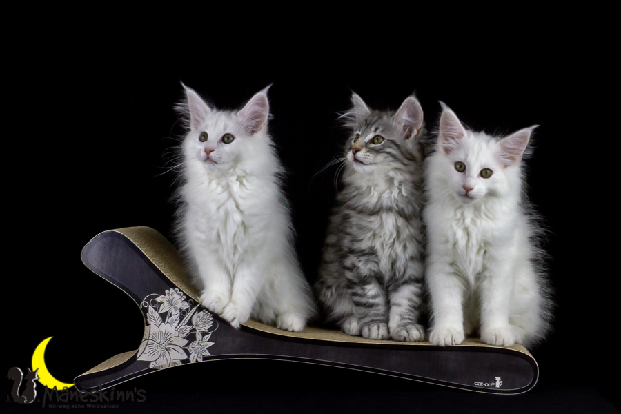 Wurf E (77 Tage alt)