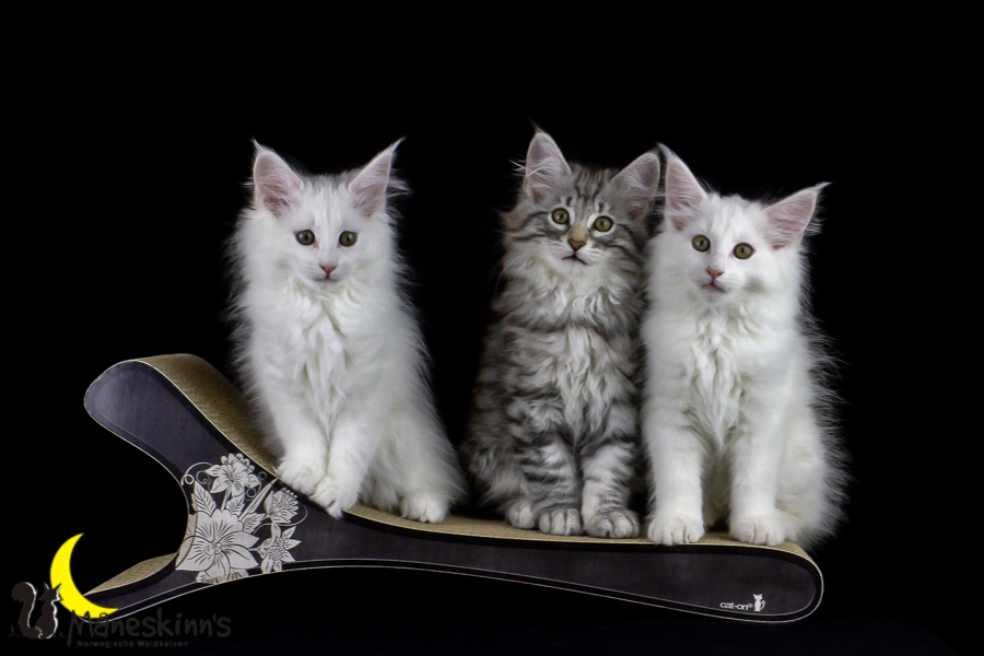 Wurf E (77 Tage alt)