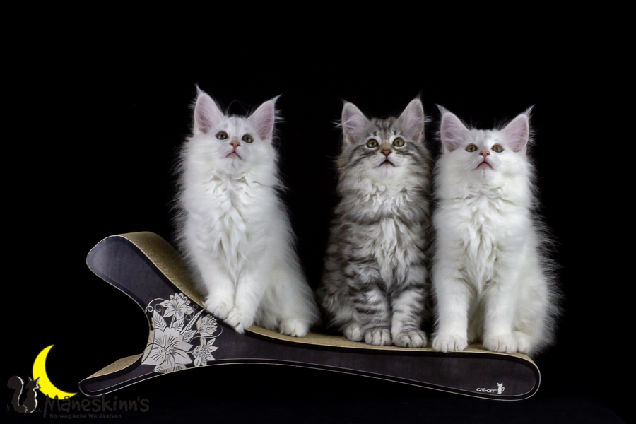 Wurf E (77 Tage alt)