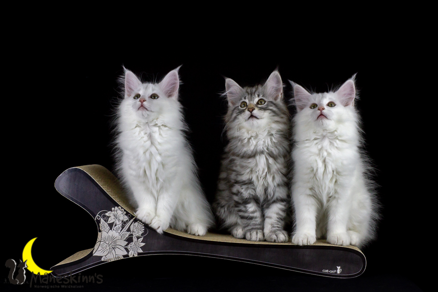 Wurf E (77 Tage alt)