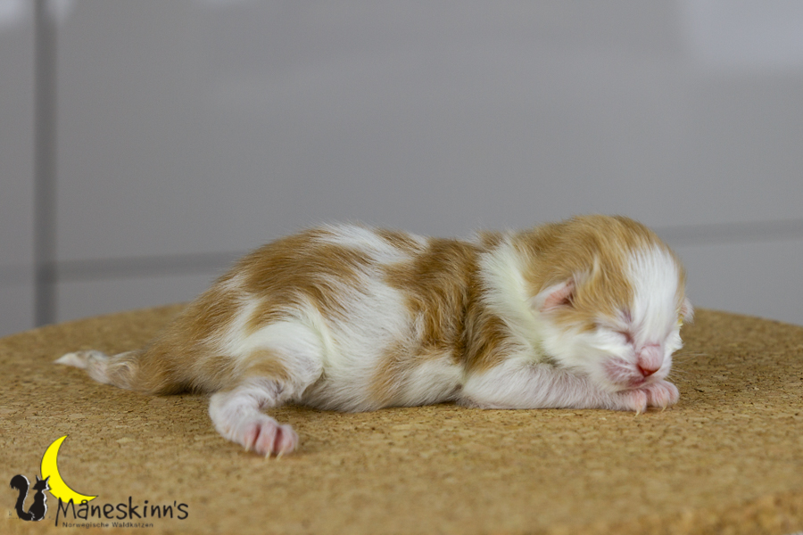 Flemming (1 Tage alt)