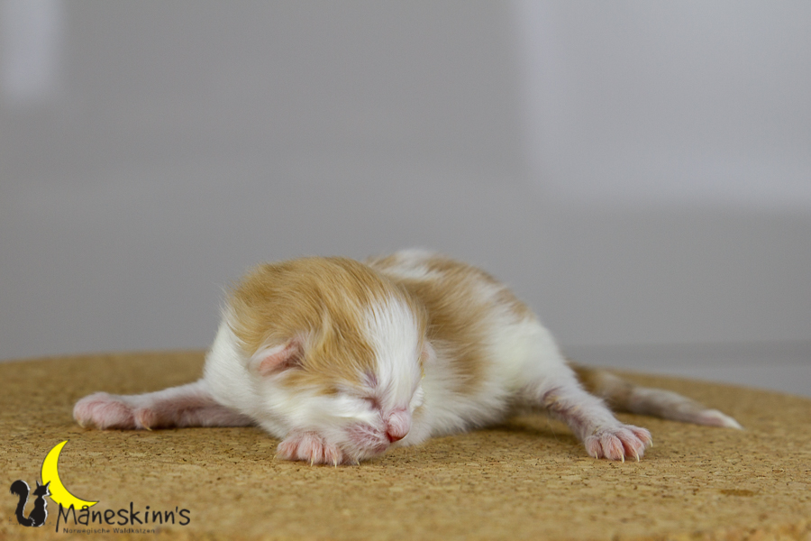 Flemming (1 Tage alt)