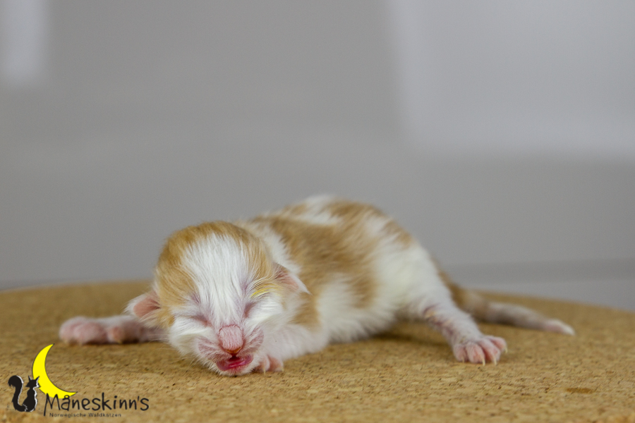 Flemming (1 Tage alt)