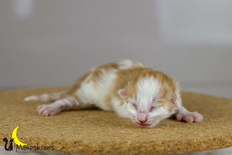 Flemming (1 Tage alt)