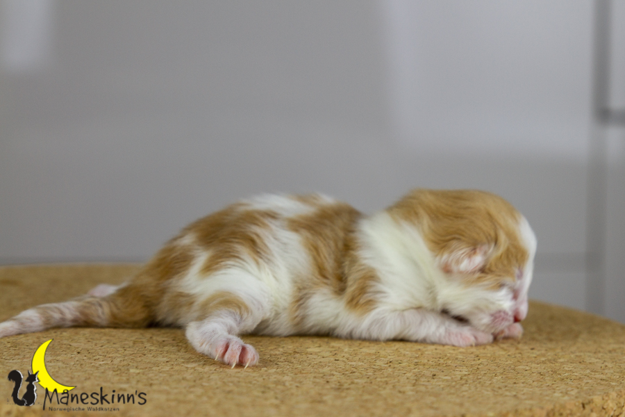 Flemming (1 Tage alt)