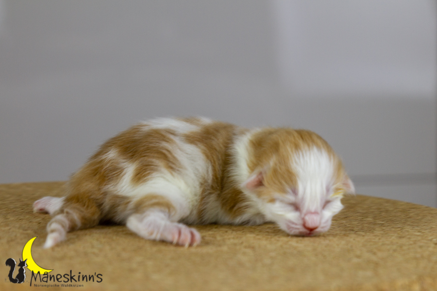 Flemming (1 Tage alt)