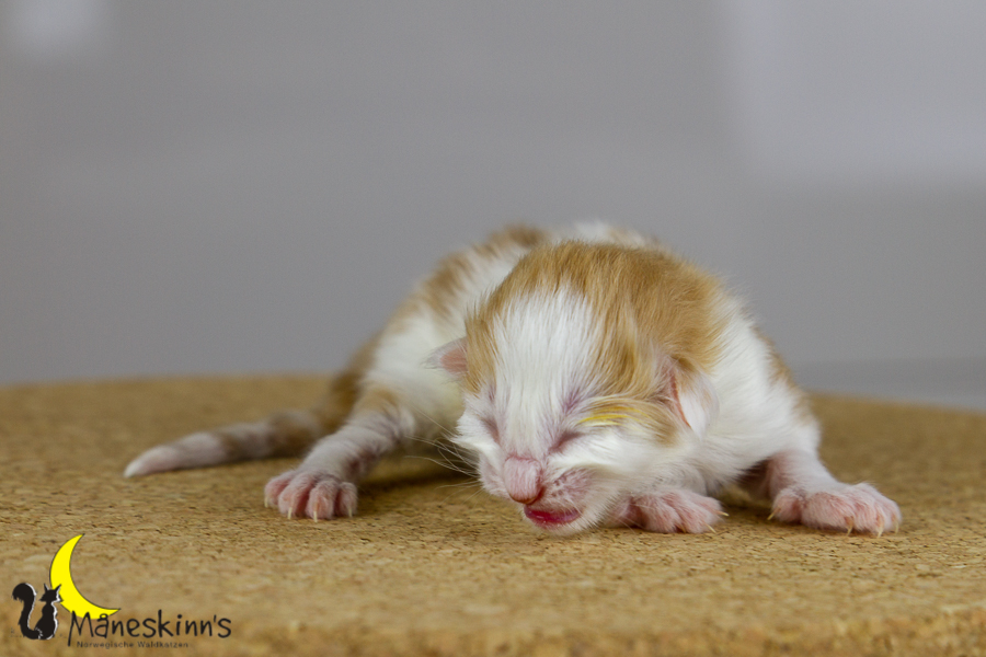 Flemming (1 Tage alt)