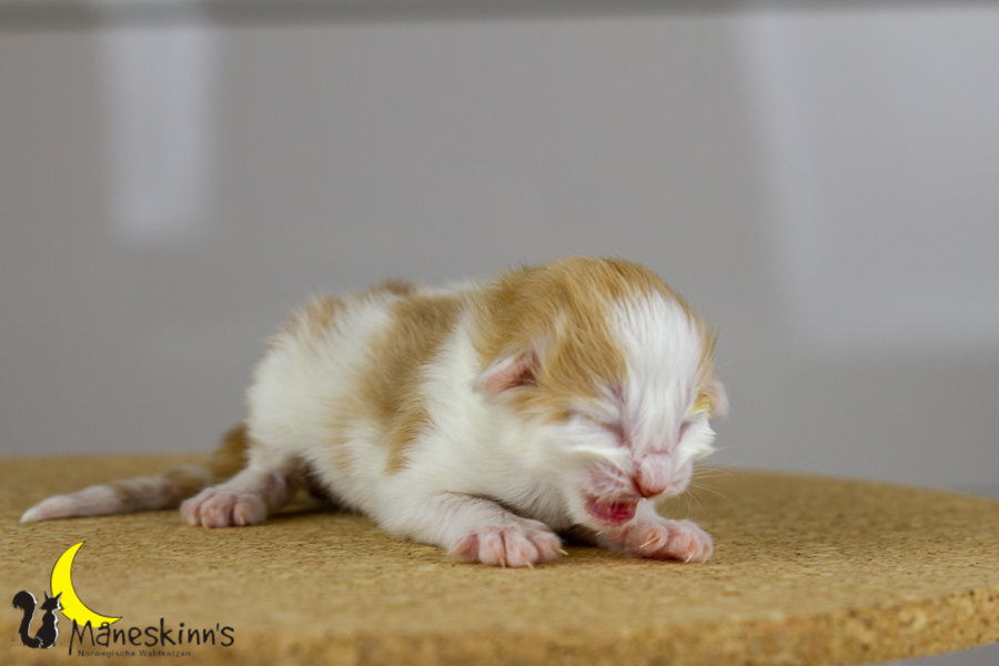 Flemming (1 Tage alt)