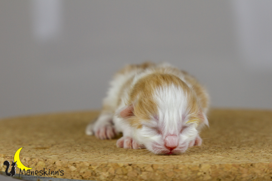 Flemming (1 Tage alt)