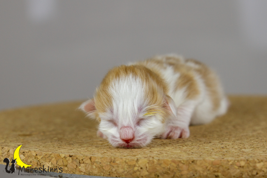 Flemming (1 Tage alt)