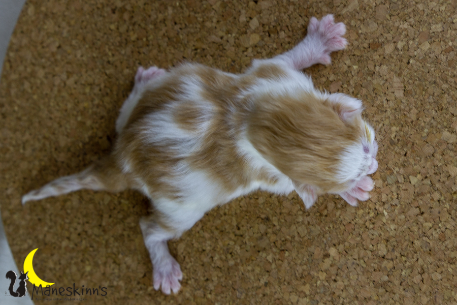 Flemming (1 Tage alt)