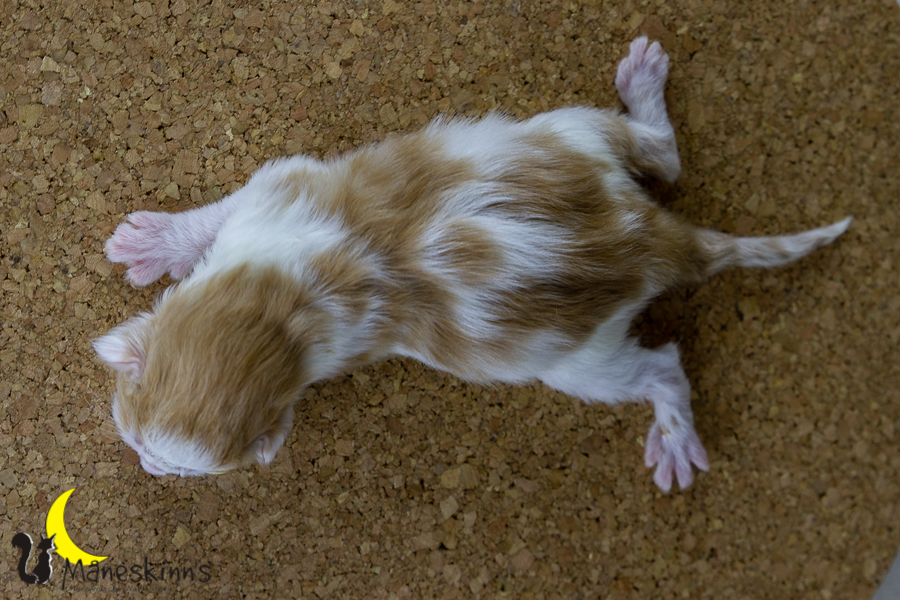 Flemming (1 Tage alt)