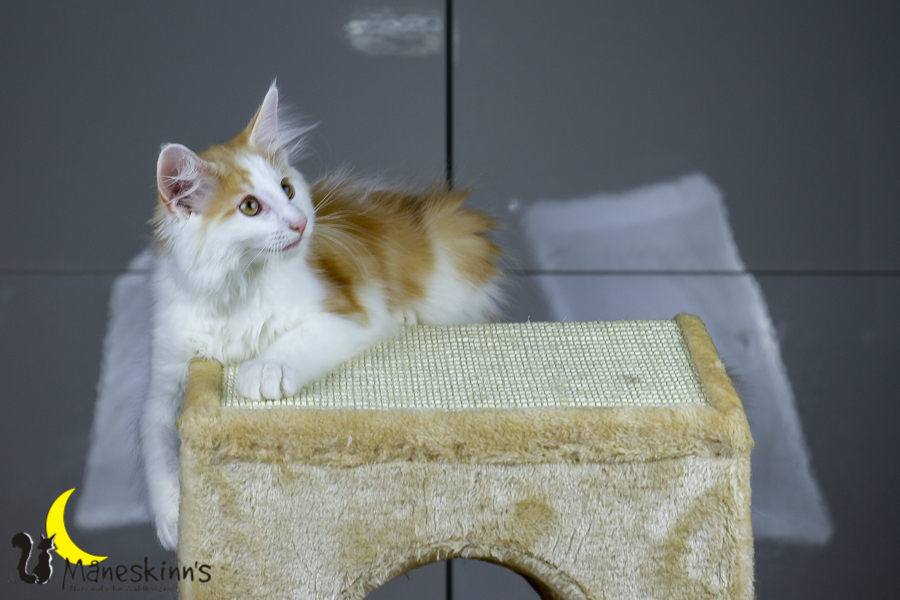 Flemming (91 Tage alt)