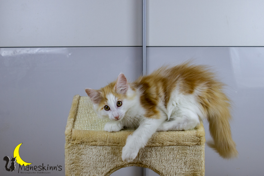 Flemming (91 Tage alt)