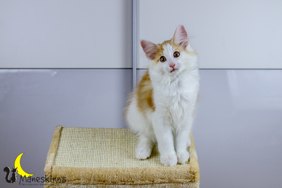 Flemming (91 Tage alt)