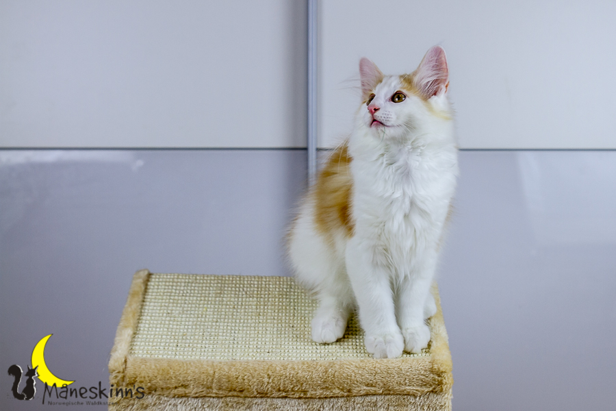 Flemming (91 Tage alt)