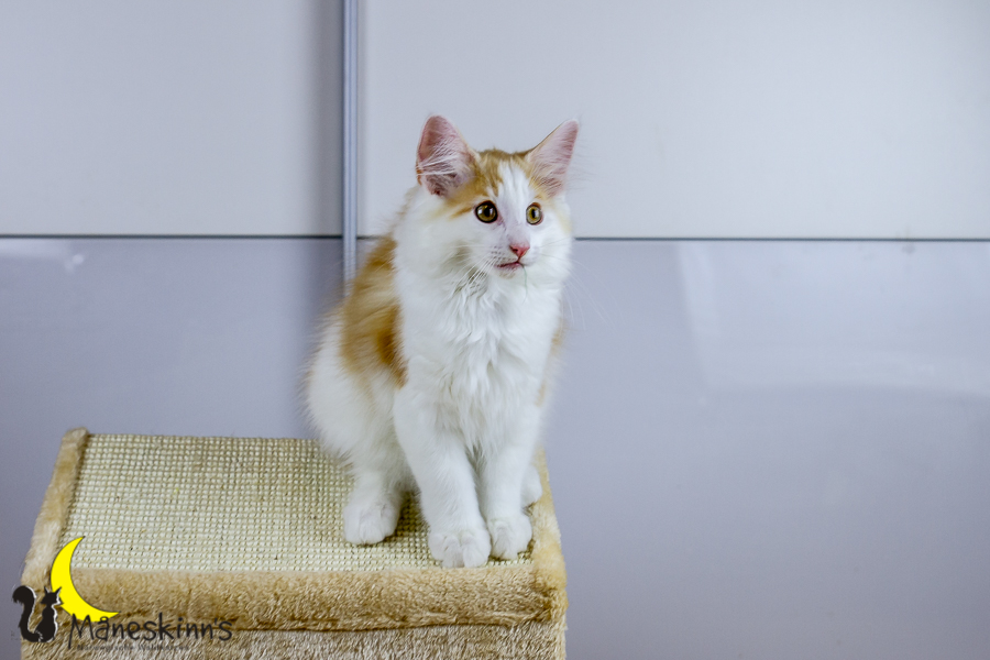 Flemming (91 Tage alt)