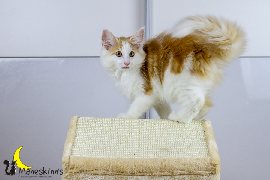 Flemming (91 Tage alt)