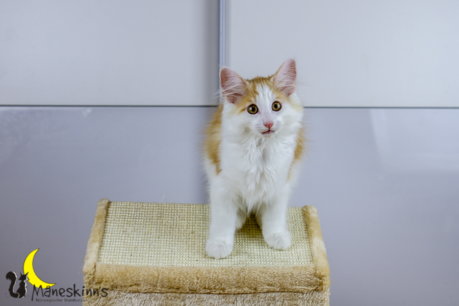 Flemming (91 Tage alt)