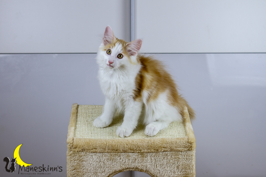 Flemming (91 Tage alt)