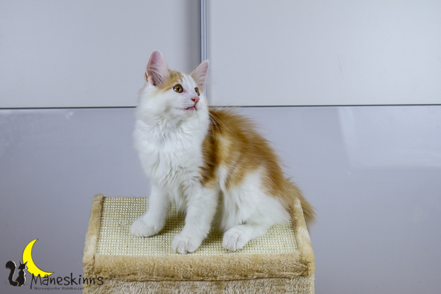 Flemming (91 Tage alt)