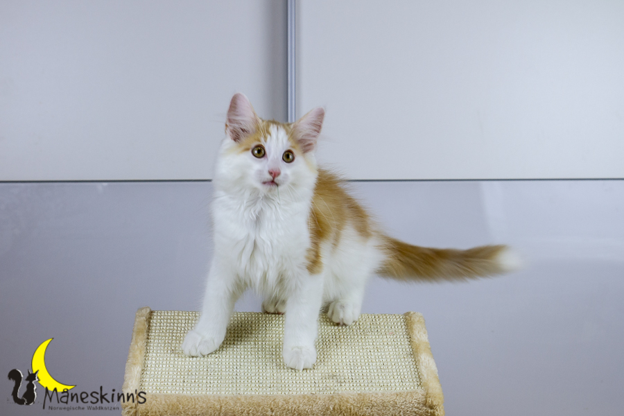 Flemming (91 Tage alt)