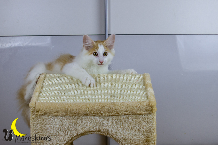 Flemming (91 Tage alt)