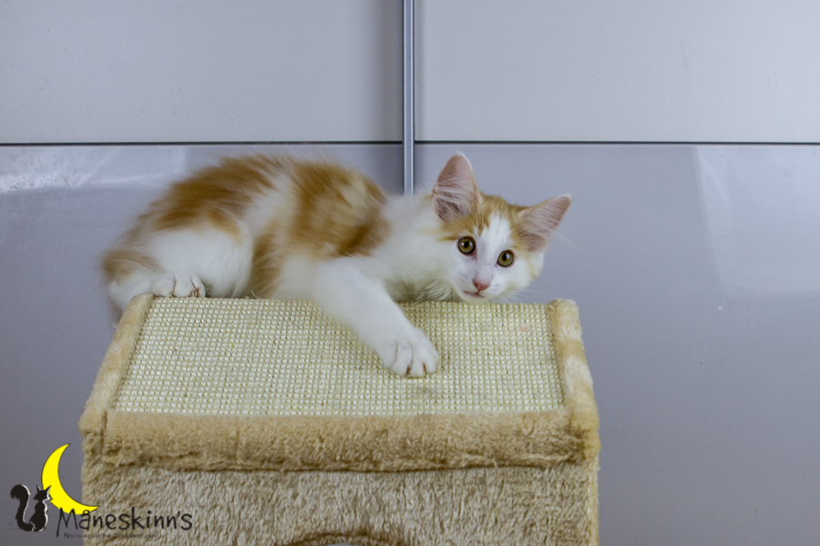 Flemming (91 Tage alt)