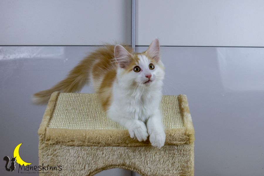 Flemming (91 Tage alt)