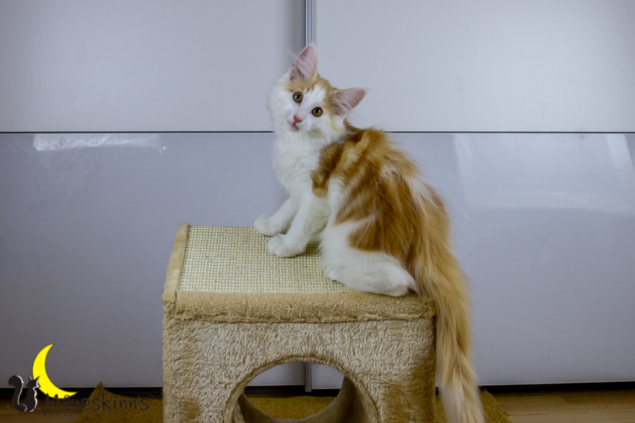 Flemming (91 Tage alt)