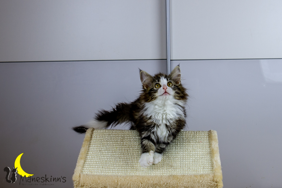 Frekja (91 Tage alt)