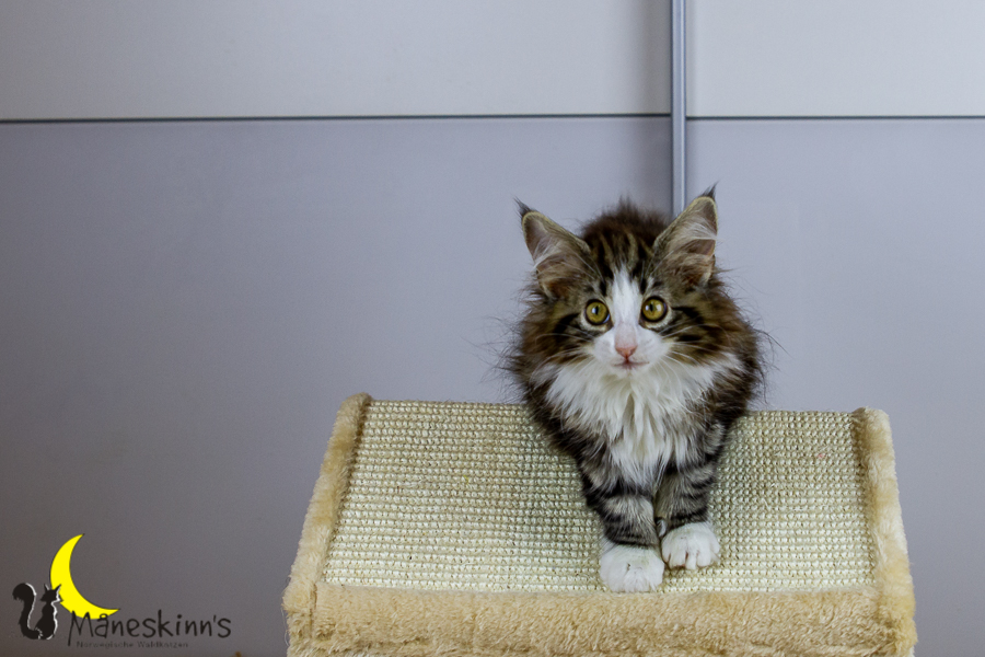 Frekja (91 Tage alt)