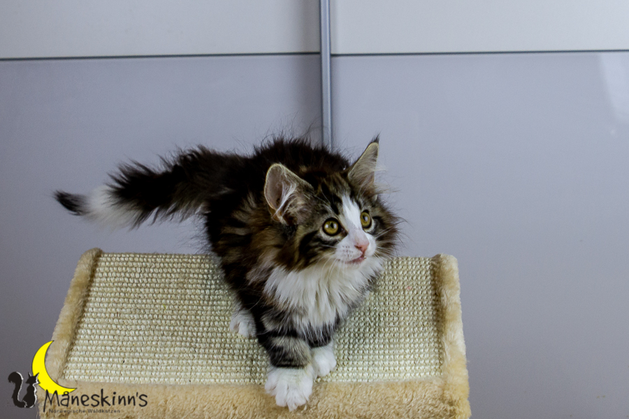 Frekja (91 Tage alt)