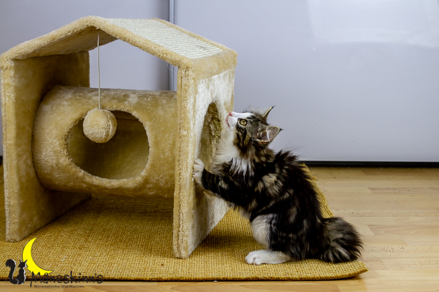 Frekja (91 Tage alt)