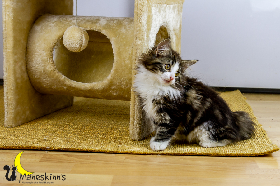 Frekja (91 Tage alt)