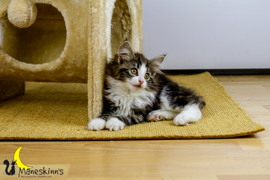 Frekja (91 Tage alt)