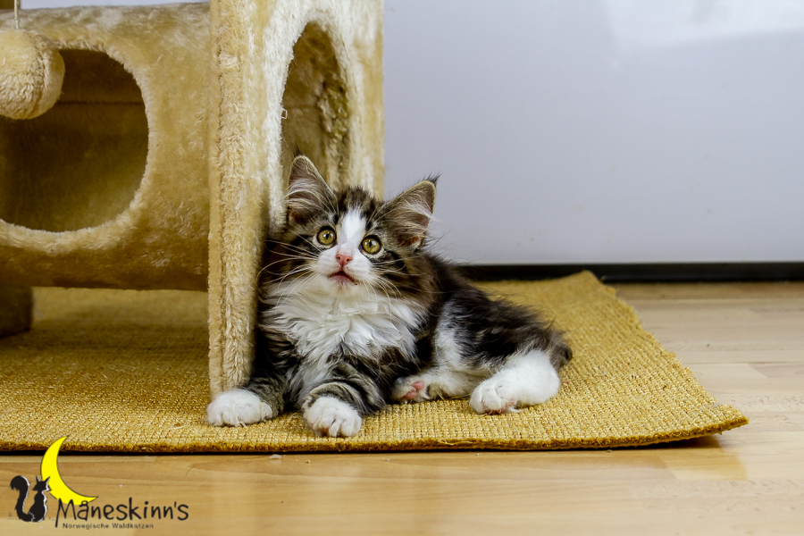 Frekja (91 Tage alt)