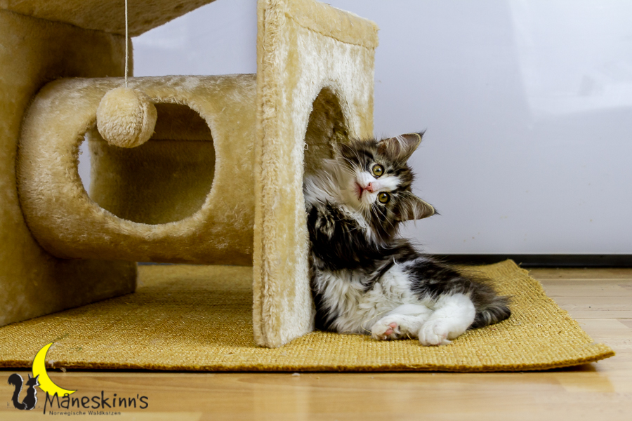 Frekja (91 Tage alt)