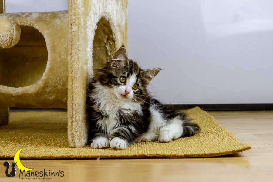 Frekja (91 Tage alt)