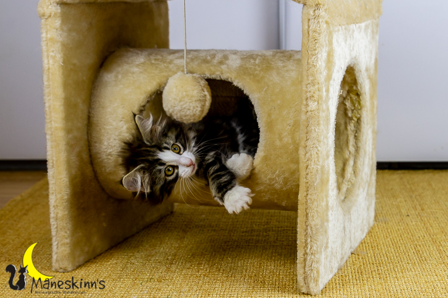 Frekja (91 Tage alt)