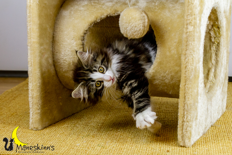 Frekja (91 Tage alt)