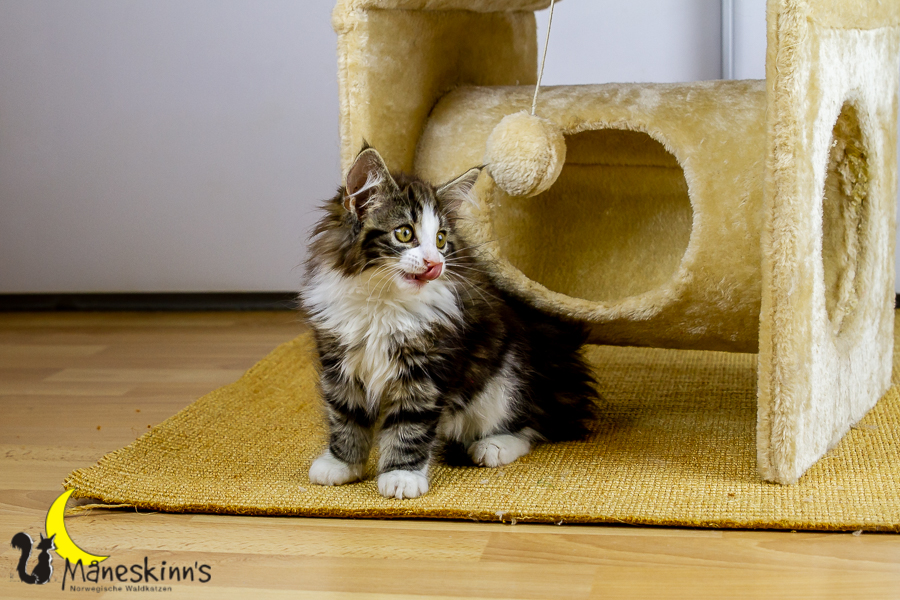 Frekja (91 Tage alt)