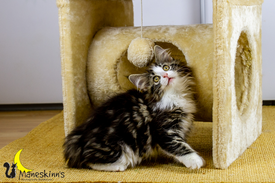 Frekja (91 Tage alt)