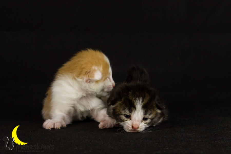 Wurf F (10 Tage alt)