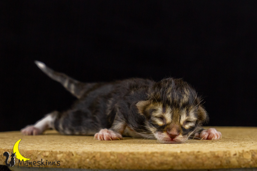 Gismo (0 Tage alt)