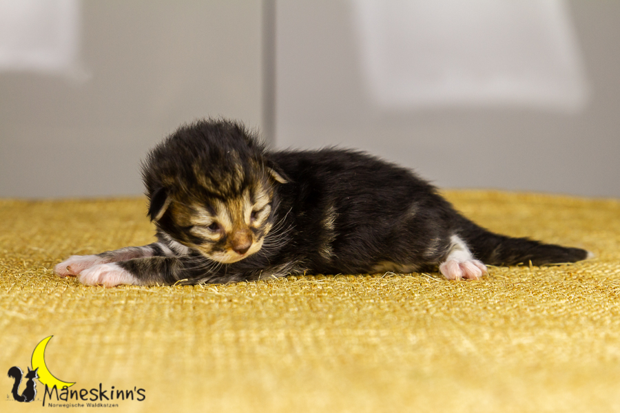 Gismo (8 Tage alt)