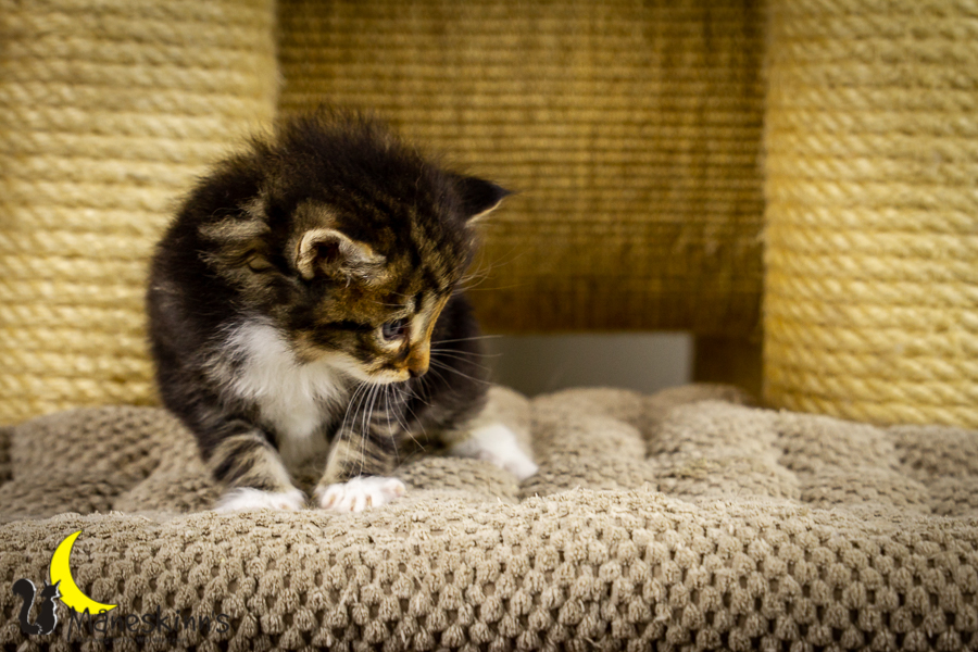 Gismo (28 Tage alt)