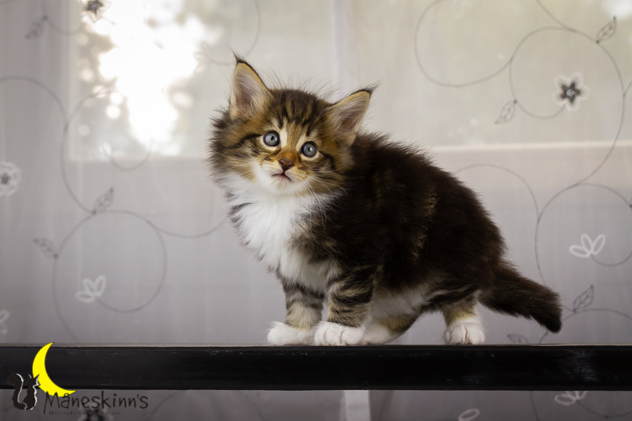 Gismo (42 Tage alt)